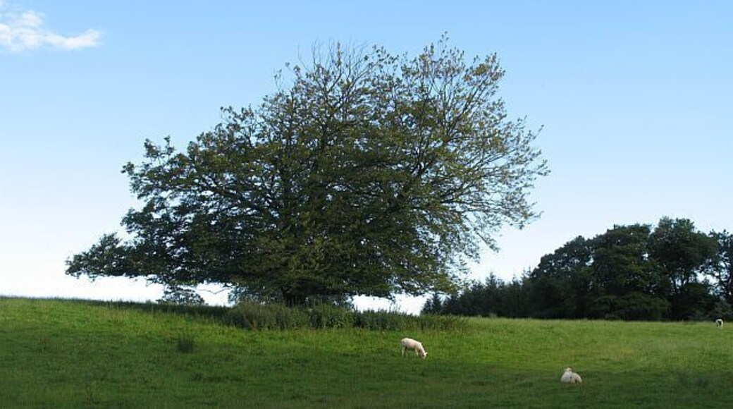 Wind sculpted tree, Penton Sheep grazing beside a tree which appears to indicate the direction of the prevailing wind.
