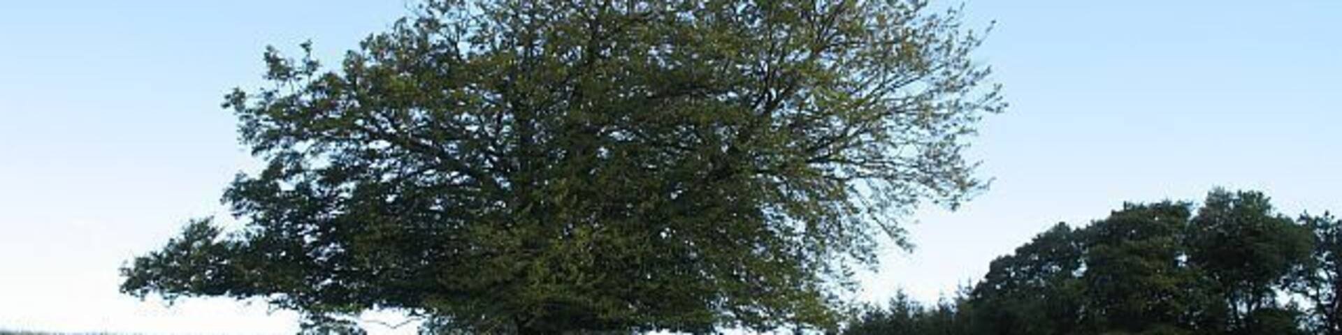 Wind sculpted tree, Penton Sheep grazing beside a tree which appears to indicate the direction of the prevailing wind.