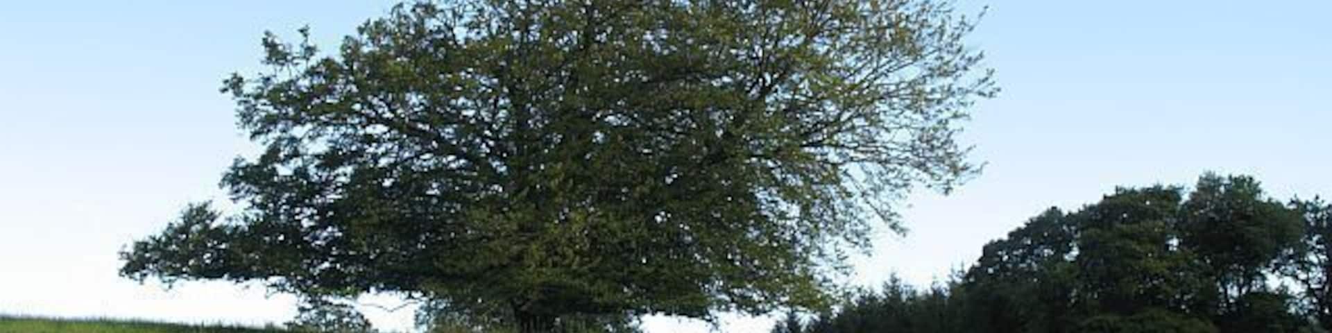 Wind sculpted tree, Penton Sheep grazing beside a tree which appears to indicate the direction of the prevailing wind.