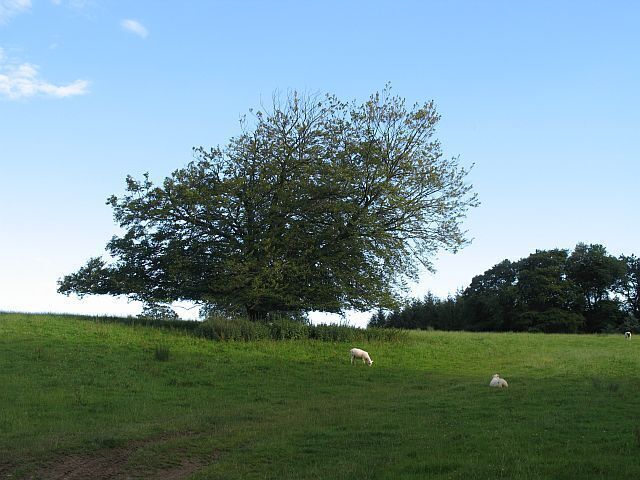 A grassy field with a large tree and two sheep grazing.