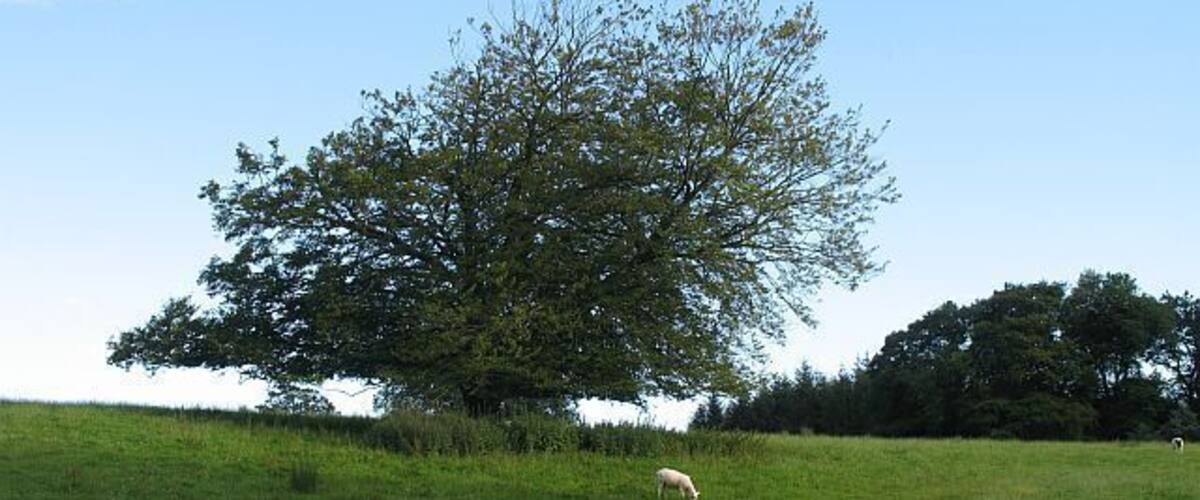A grassy field with a large tree and two sheep grazing.