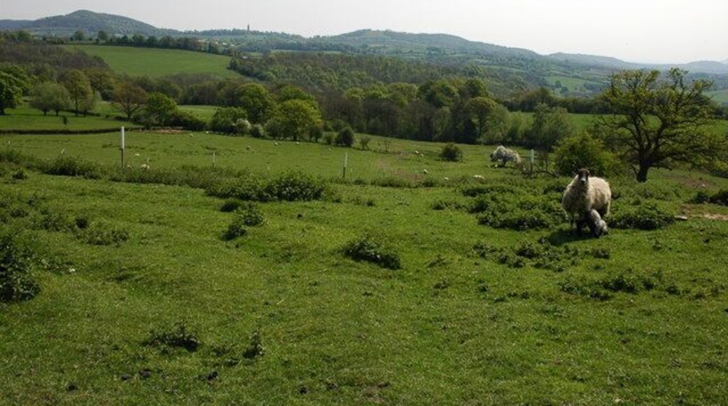 Sheep in a field at Menithwood In the background the Abberley Hill can be seen with the Abberley Clock Tower prominent to the left of centre.