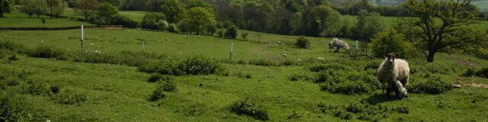 Sheep in a field at Menithwood In the background the Abberley Hill can be seen with the Abberley Clock Tower prominent to the left of centre.