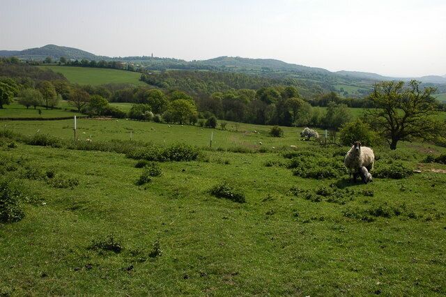 A green field with sheep grazing, trees, and rolling hills in the background.