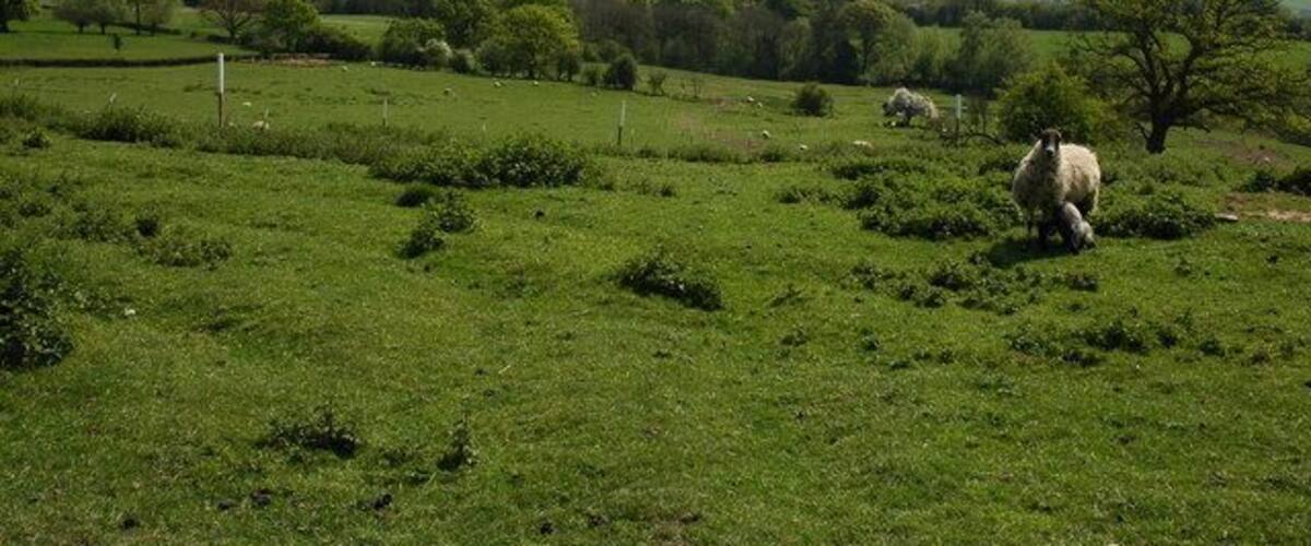 A green field with sheep grazing, trees, and rolling hills in the background.