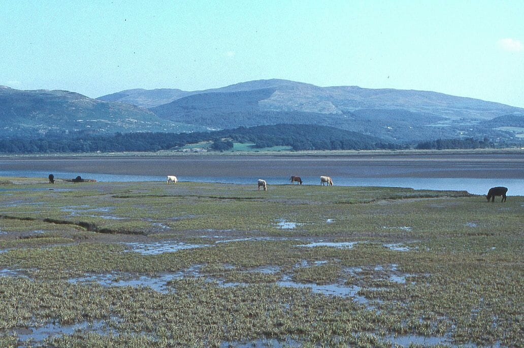 Humedal con animales pastando y montañas al fondo.