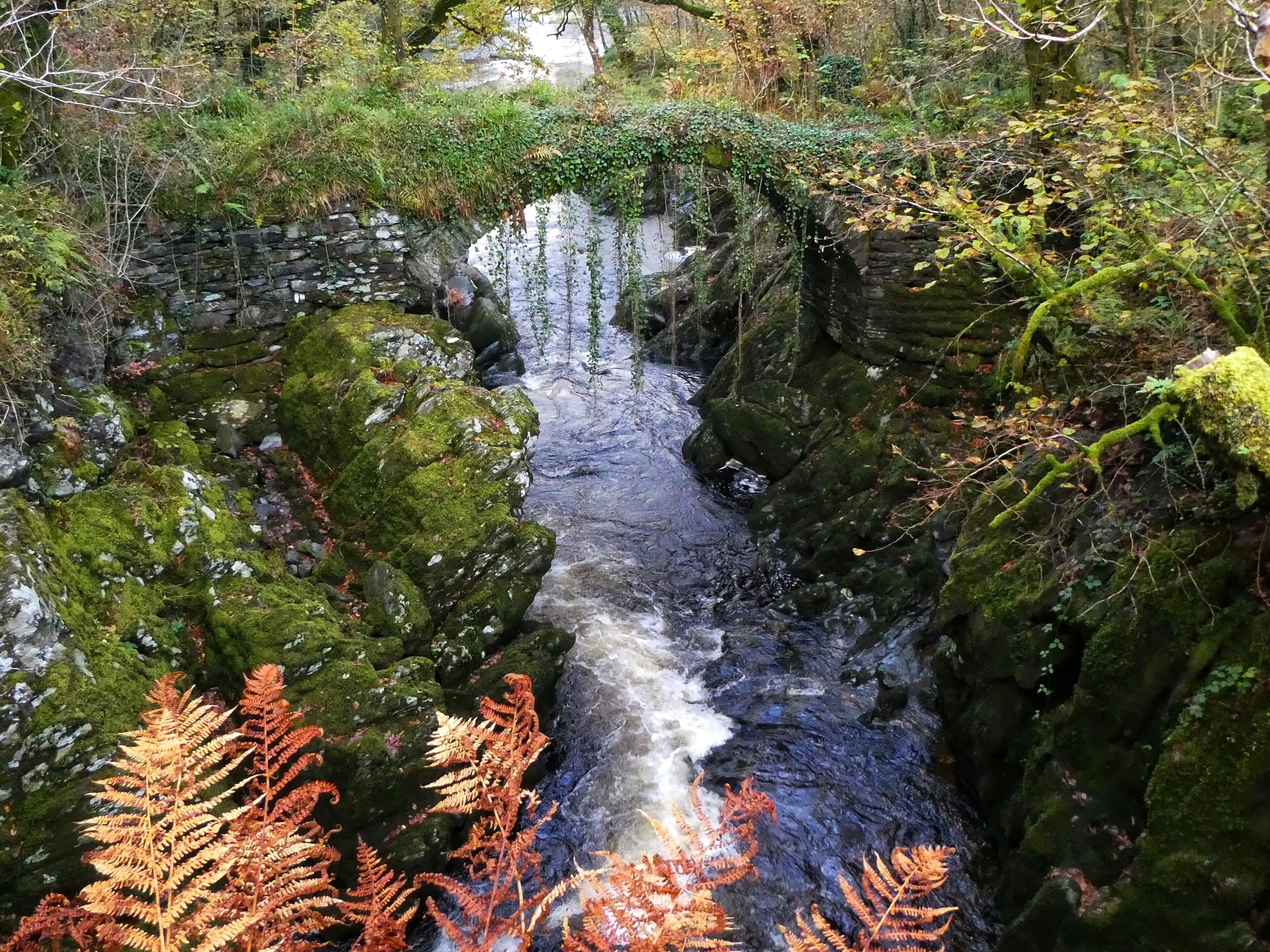 A rocky stream with moss-covered stones and ferns.