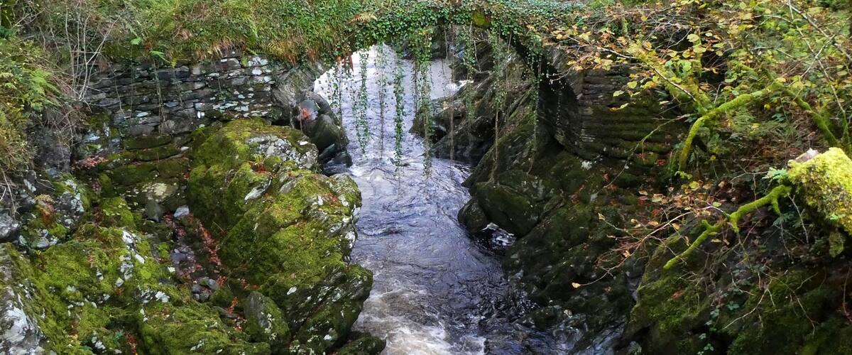 A rocky stream with moss-covered stones and ferns.