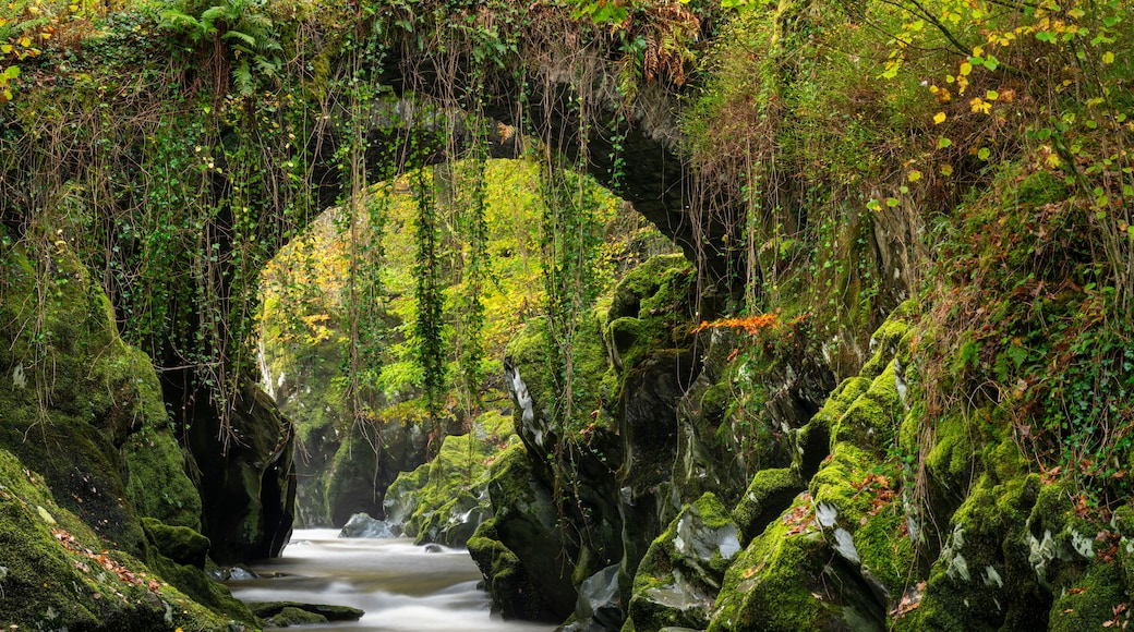 A forested area with a moss-covered archway and a flowing stream.