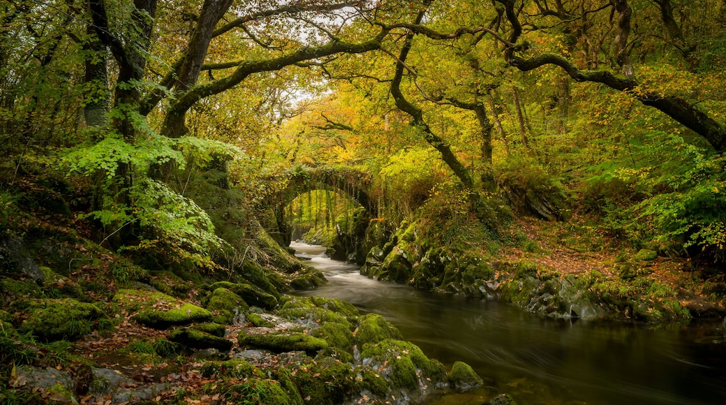 A forested area with a stream flowing through it.