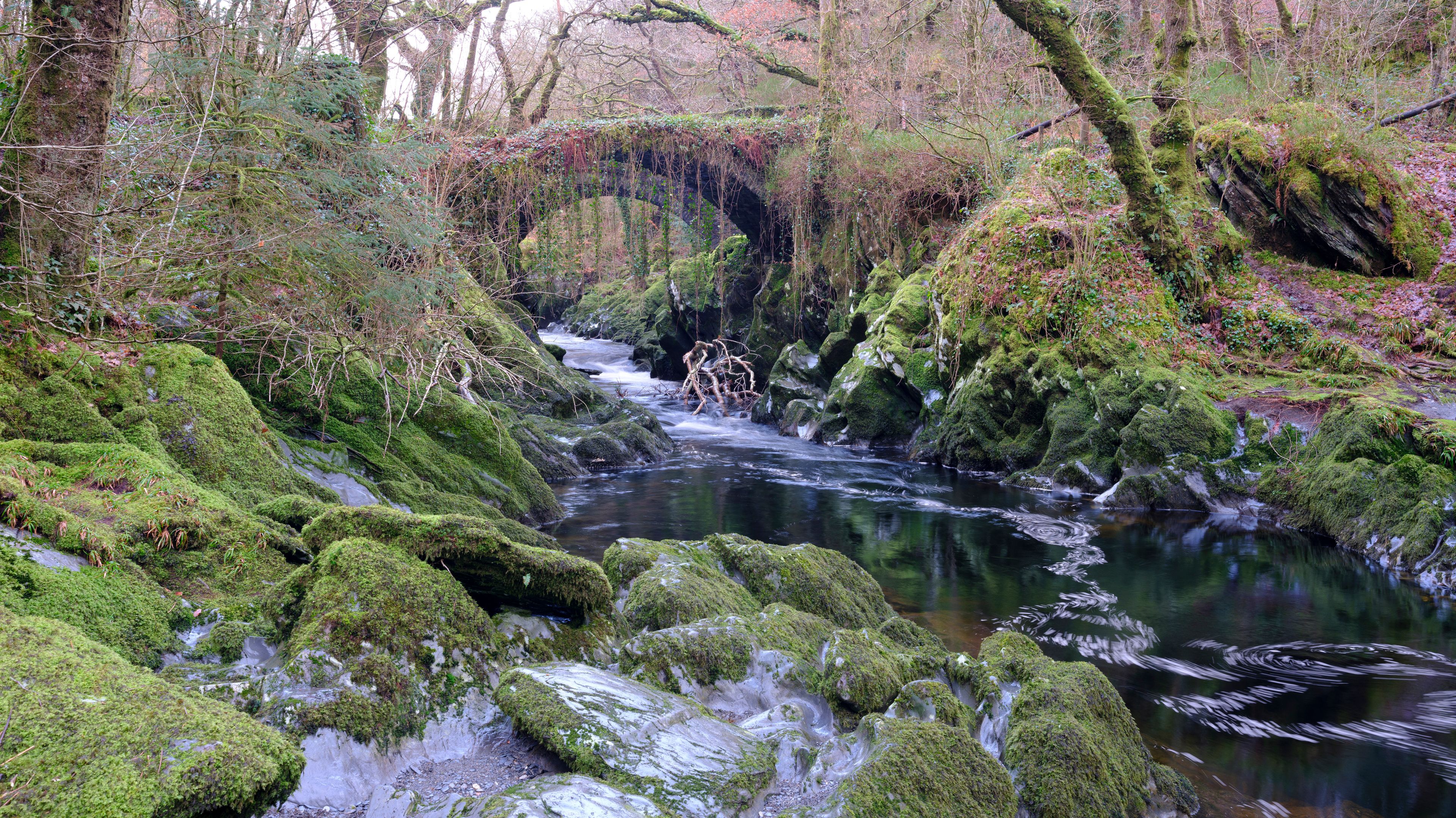 A moss-covered stream flowing through a forest with a bridge in the background.