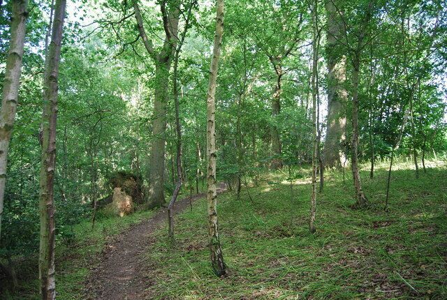 High Weald Landscape Trail through the woods