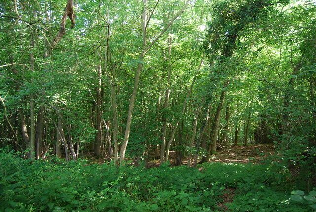 Woodland near Romford