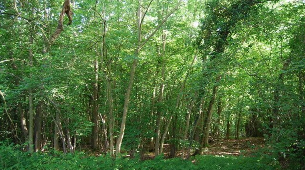 Woodland near Romford