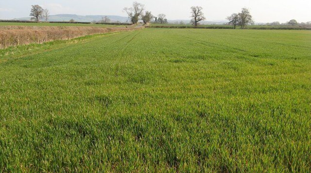 Winter crops, Lowe Looking across arable land, parallel with the sometimes busy minor road from Lyonshall to Shobdon.