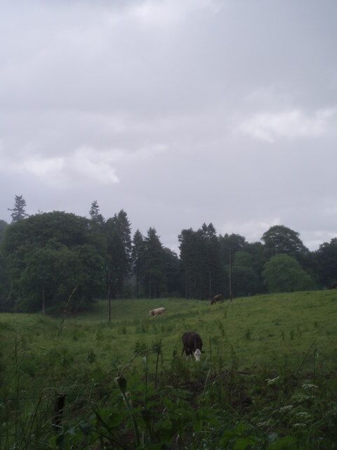 Um campo gramado com vacas pastando, cercado por árvores e um céu nublado.