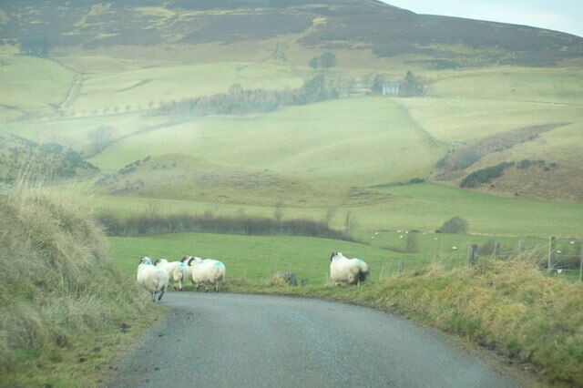 Sheep on the Road near Turniemuick Wester Pearsie can be seen in the background.