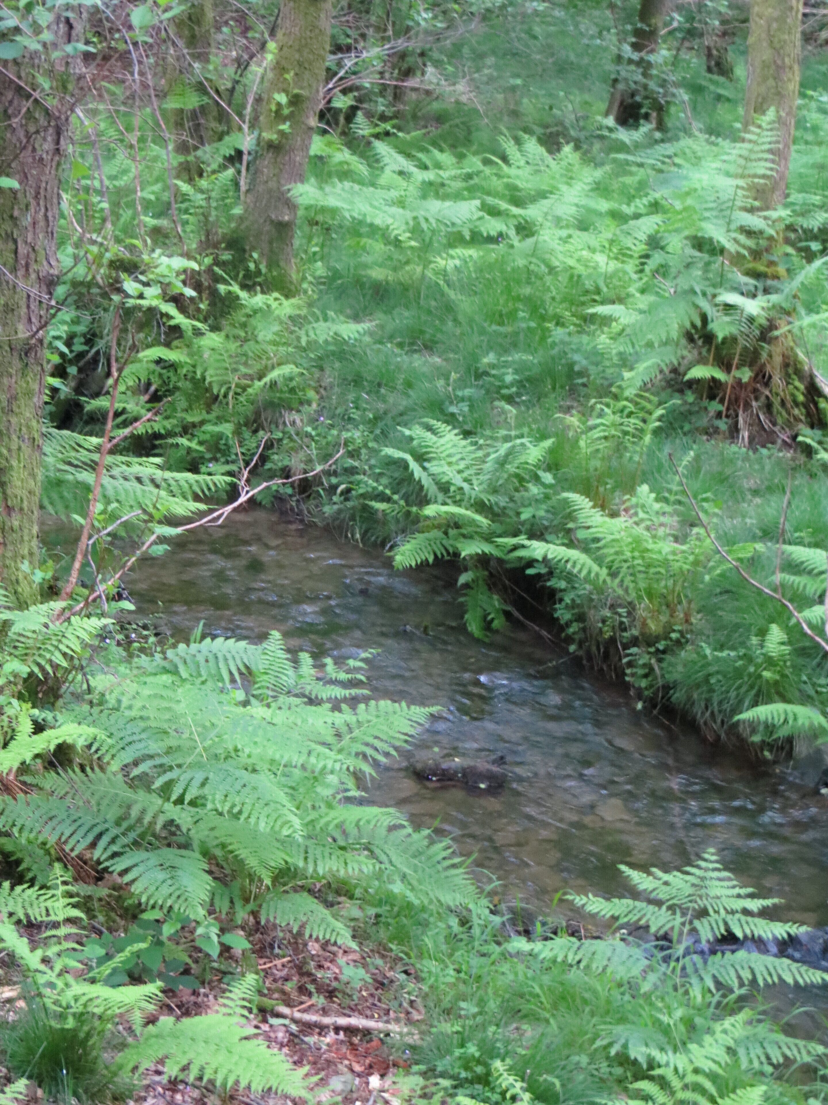 Un ruscello nel bosco, con felci e alberi rigogliosi.