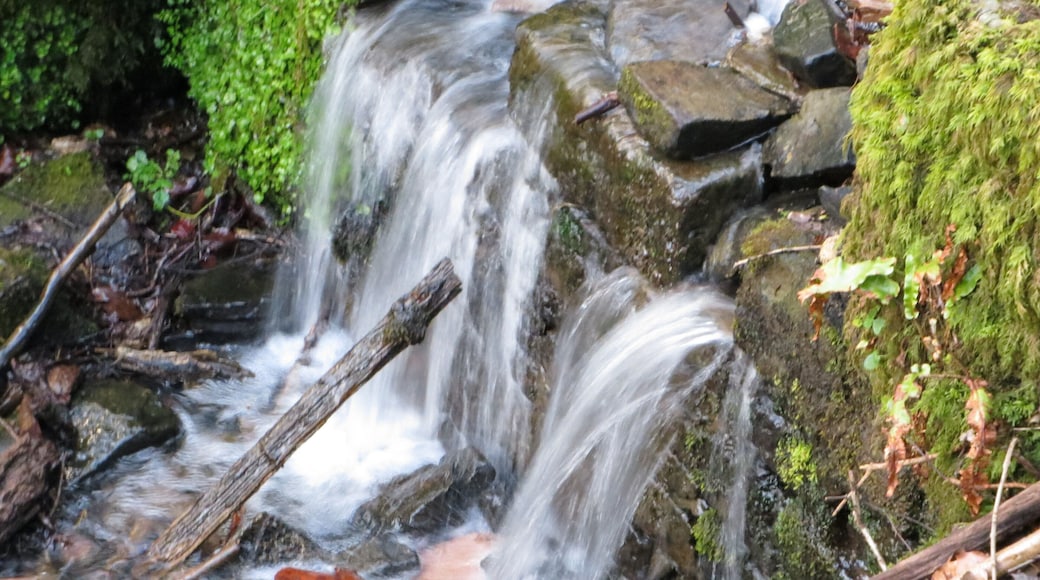 Water below St Pauls, Parkend - April 2012