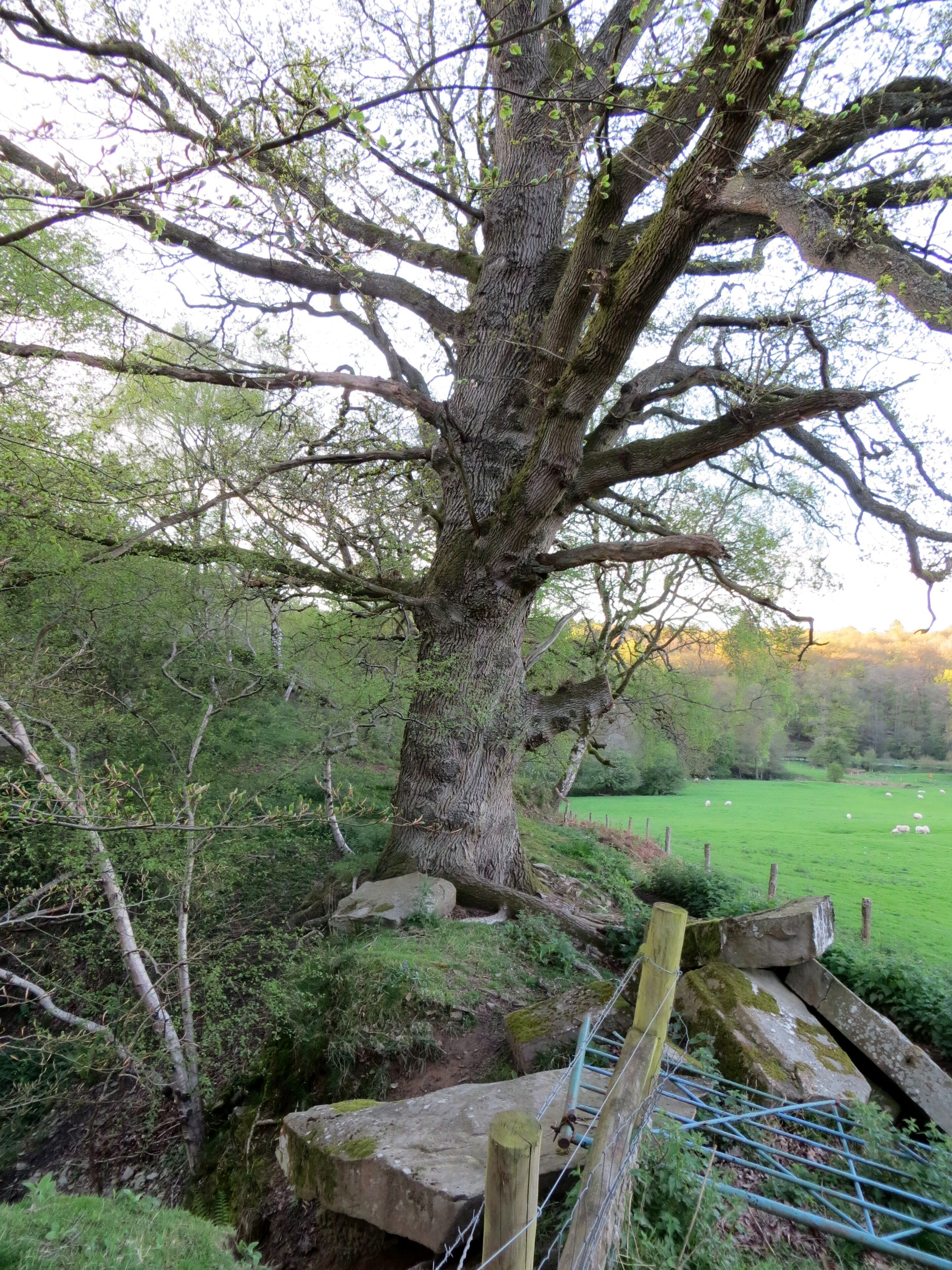 Un árbol grande con un tronco grueso y ramas extendidas en un paisaje verde exuberante.