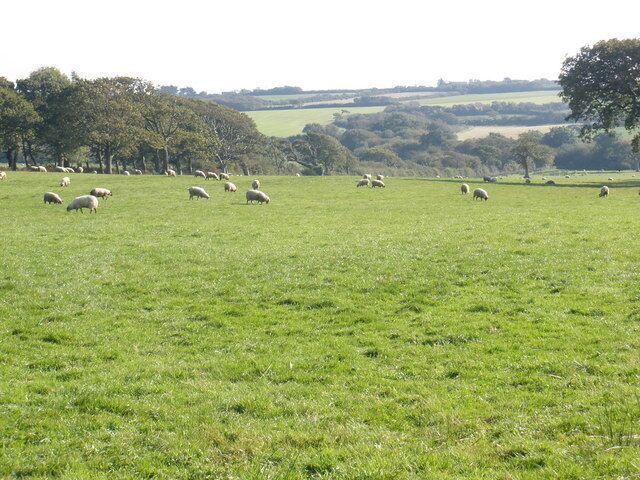 Grazing sheep, Pitworthy Farm