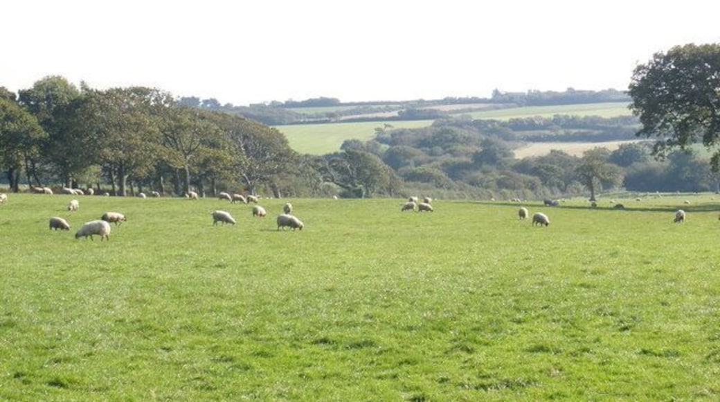 Grazing sheep, Pitworthy Farm