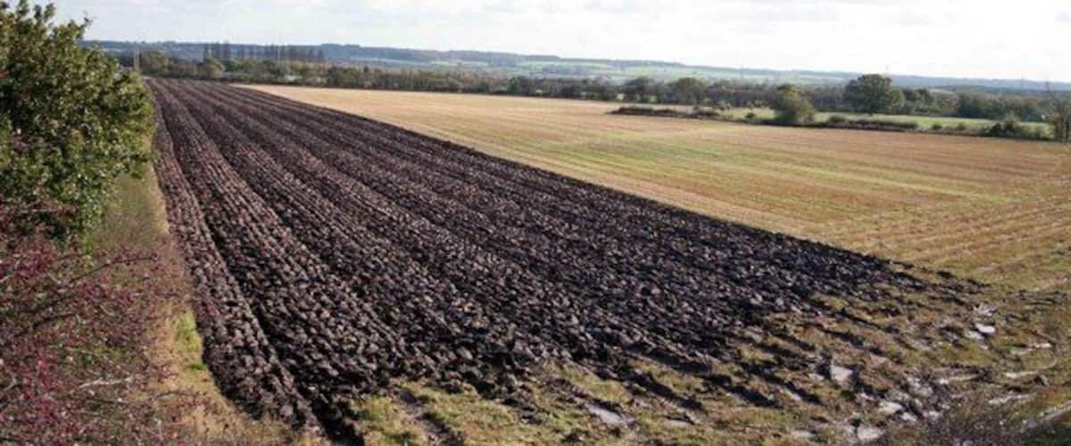 A plowed field with rows of crops, a distant tree line, and a cloudy sky.