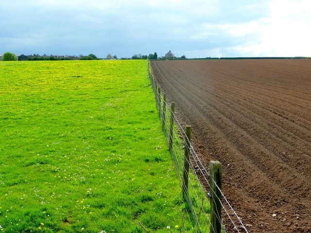 Footpath line The public path follows the pasture's edge to the Rotherham Road. Dandelion-rich pasture to the left, potatoes to the right.