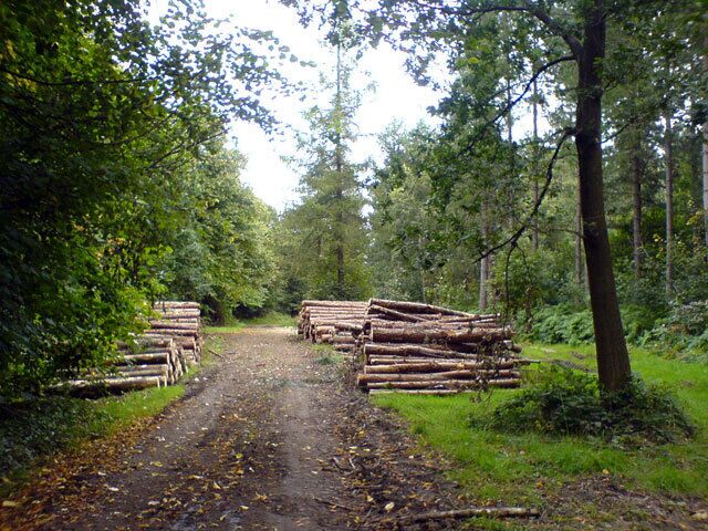 Woodpiles in Langwith Wood Some woodpiles in Langwith Wood on the Archaeological Way.