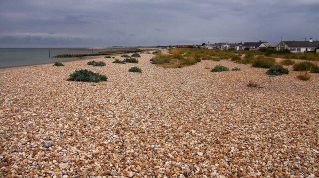 Vegetation on Pagham Beach