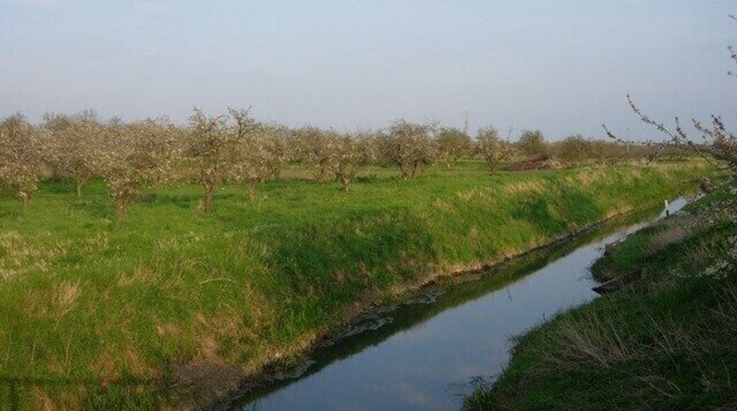 Orchard and Swavesey Drain Small orchard between Swavesey and Over.