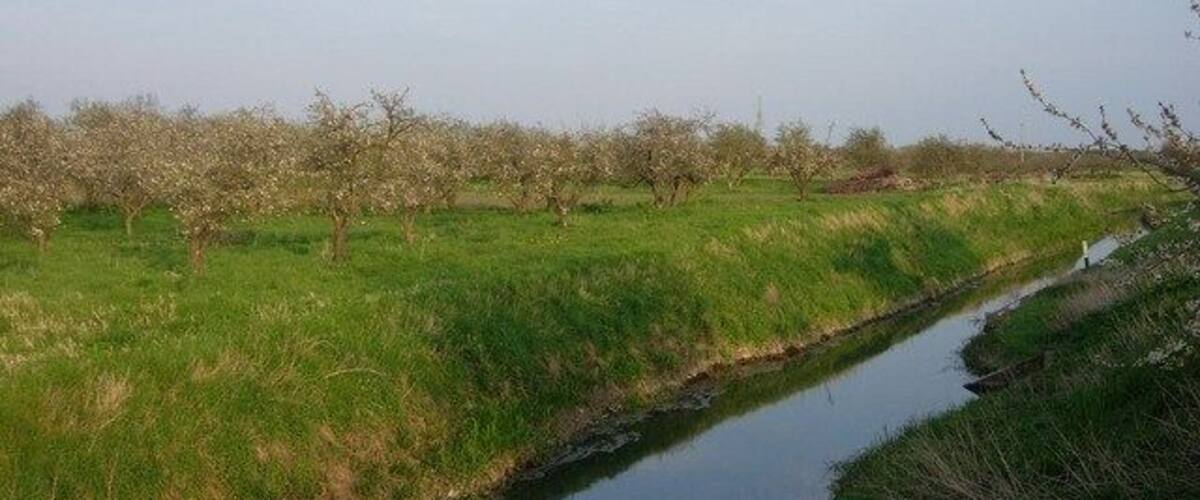 A narrow water channel flanked by grassy fields and trees with blossoms.