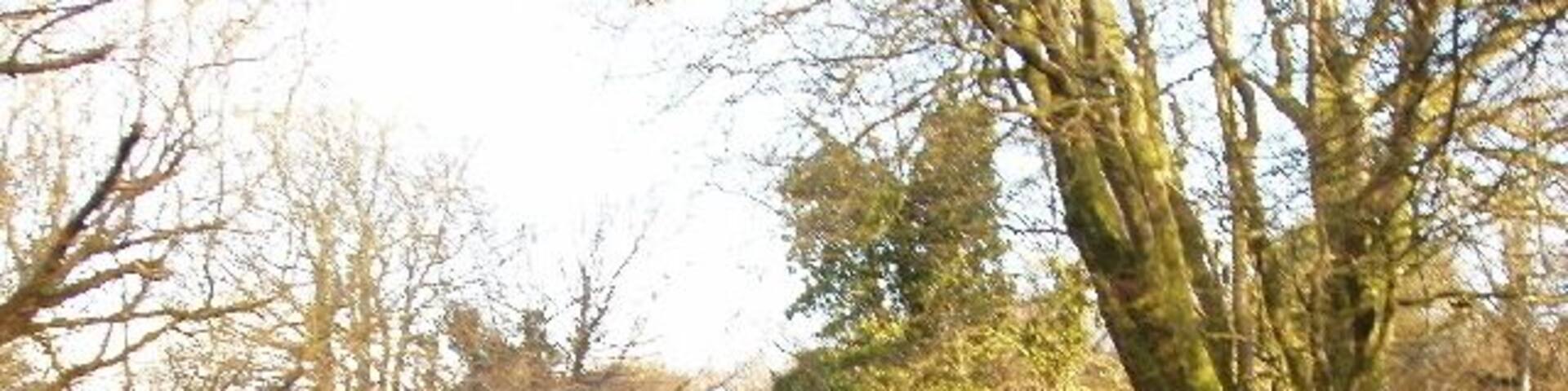 Road at Otterham Mill Typical Cornish lane with earth banks topped by hedges.