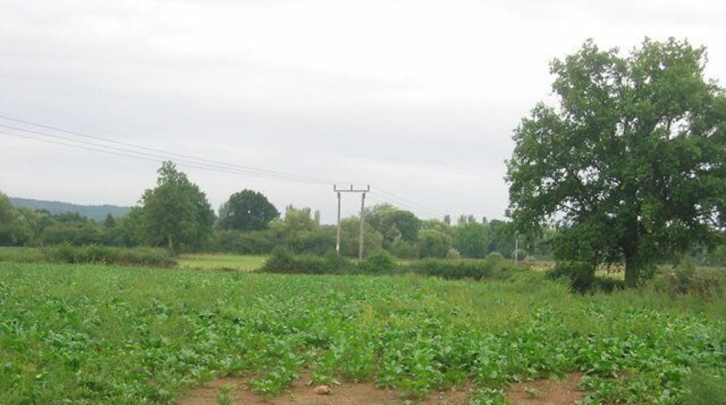 Turnip field, Comberton. Turnips are usually grown as winter fodder for sheep here. I rarely encountered this food myself until I moved to Scotland. Looking south towards Wyson Common.