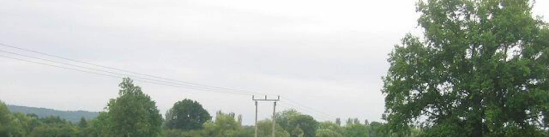 Turnip field, Comberton. Turnips are usually grown as winter fodder for sheep here. I rarely encountered this food myself until I moved to Scotland. Looking south towards Wyson Common.