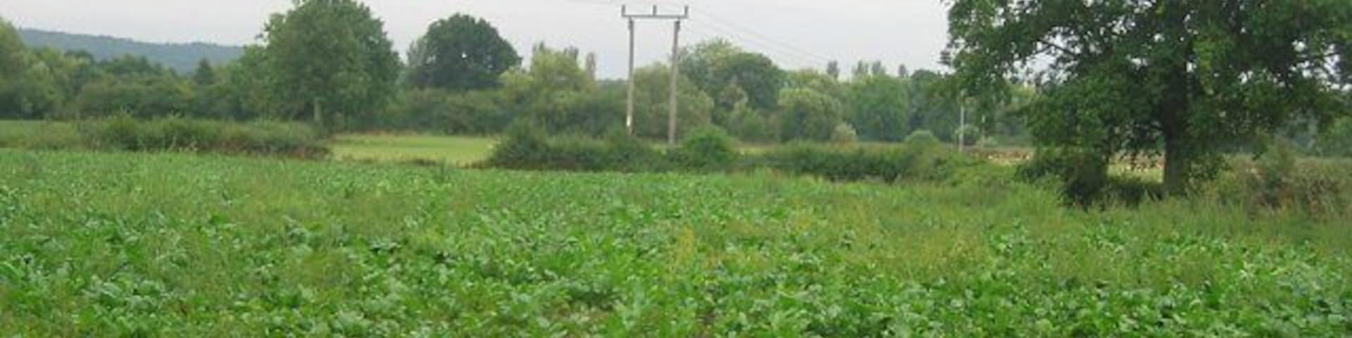 Turnip field, Comberton. Turnips are usually grown as winter fodder for sheep here. I rarely encountered this food myself until I moved to Scotland. Looking south towards Wyson Common.