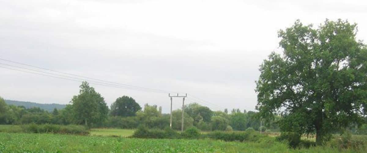 A field of green crops with a tree and power lines in the background.