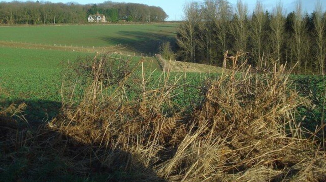 View to Doctors Coppice From the lane looking north-west to Doctors Coppice on the hill with the top end of Quarry Plantation to the right.