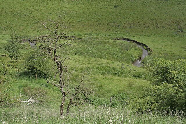 A grassy field with a small tree and a curved path.