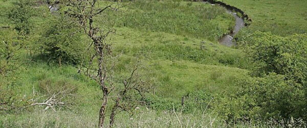 A grassy field with a small tree and a curved path.