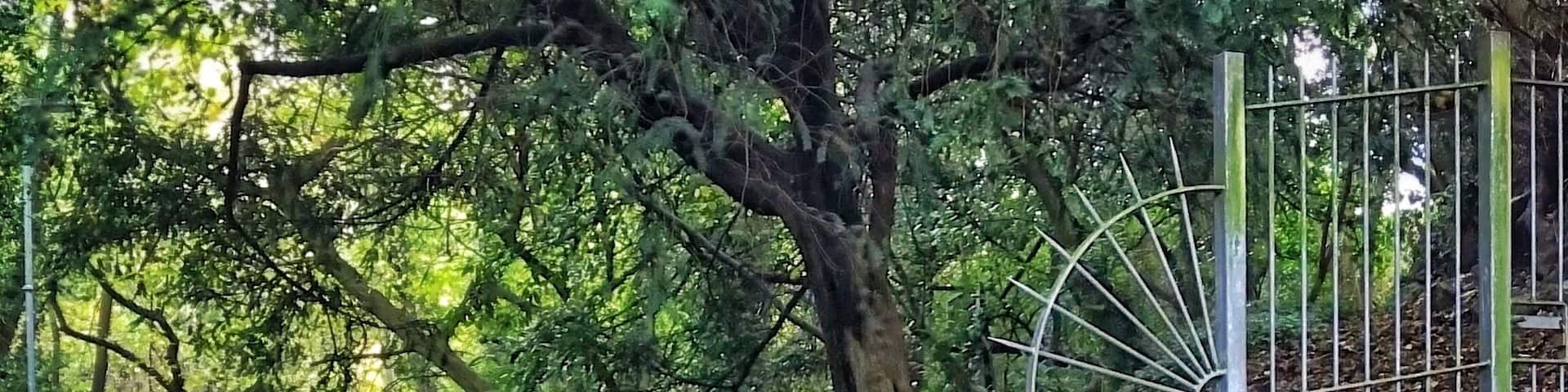 Fairy Glen in Old Colwyn is a wooded Dingle and local nature reserve. The Dingle connects the town to the promenade and runs adjacent to Afon (river) Colwyn.