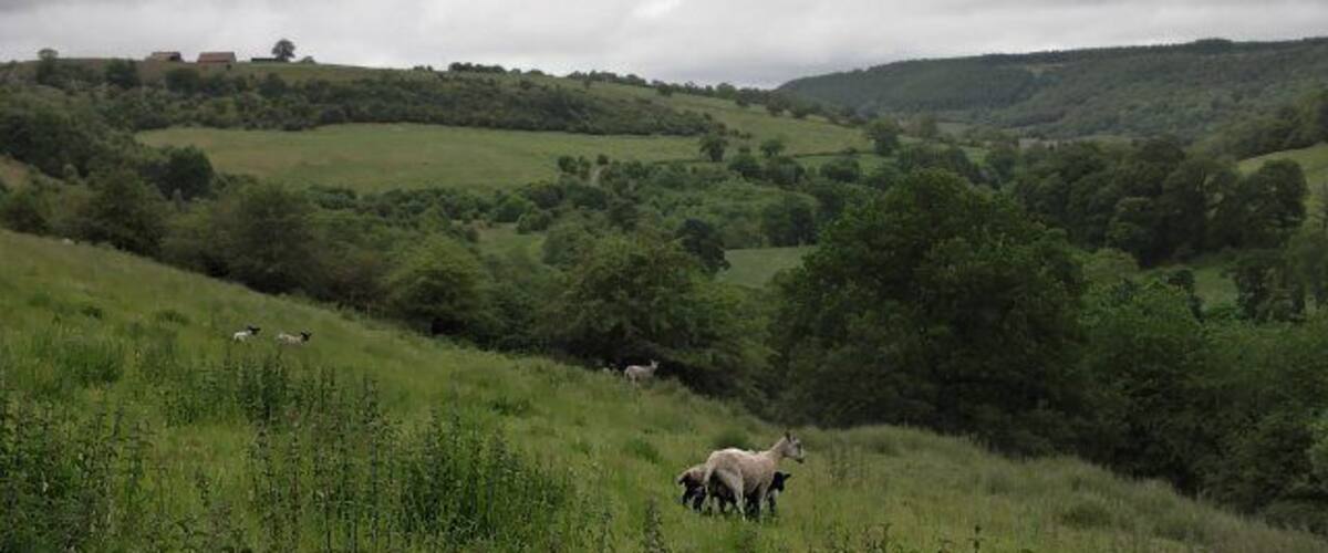 The Rye Valley above Rievaulx Looking toward Tylas Farm from the farm road. This is a very secluded spot.