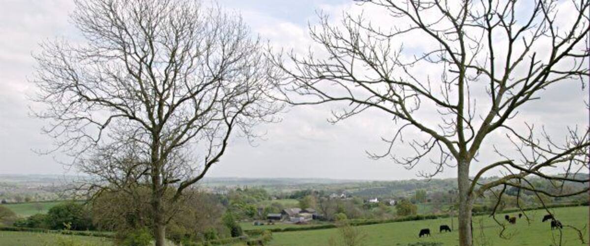A rural path with leafless trees, a grassy field, and distant buildings.
