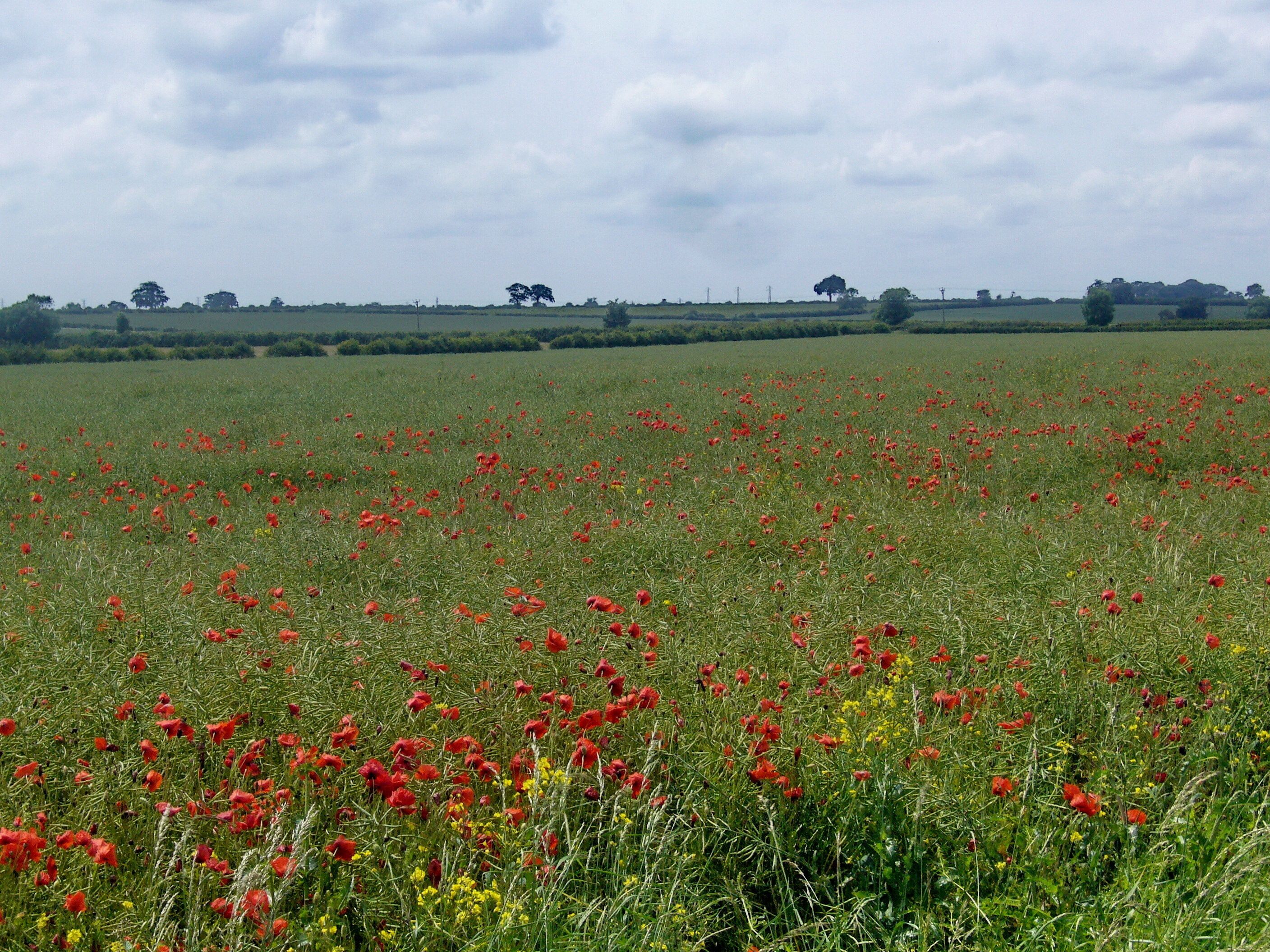 A field of red poppies with a cloudy sky.