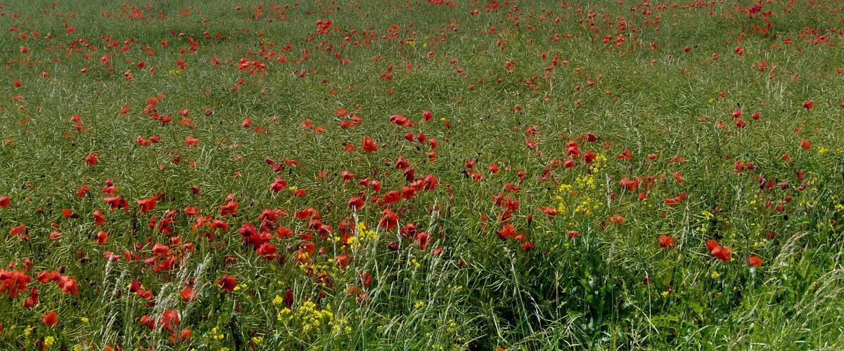 A field of red poppies with a cloudy sky.