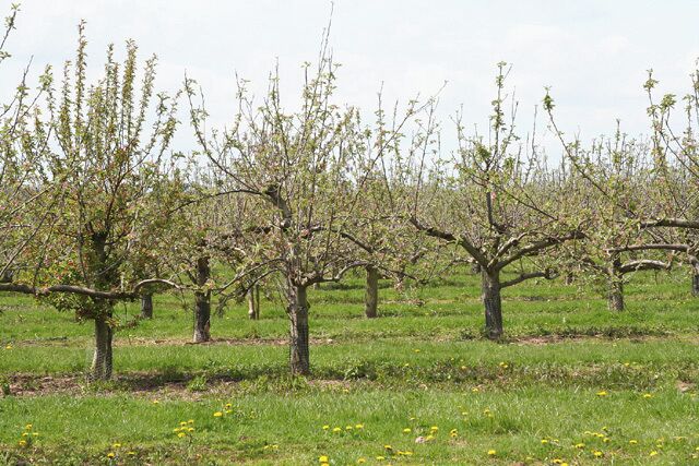 Oake: orchard at Hillcommon. Looking south west