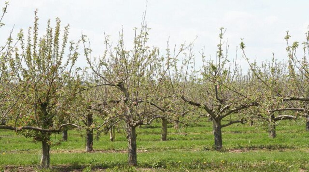 Oake: orchard at Hillcommon. Looking south west