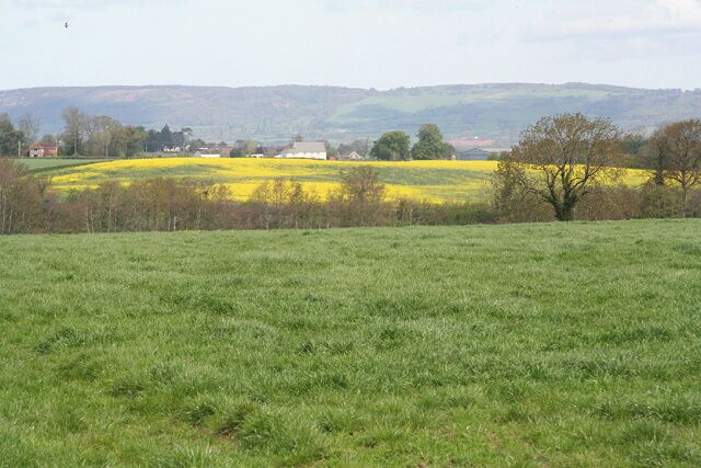 A green field with yellow flowers, trees, and distant hills.