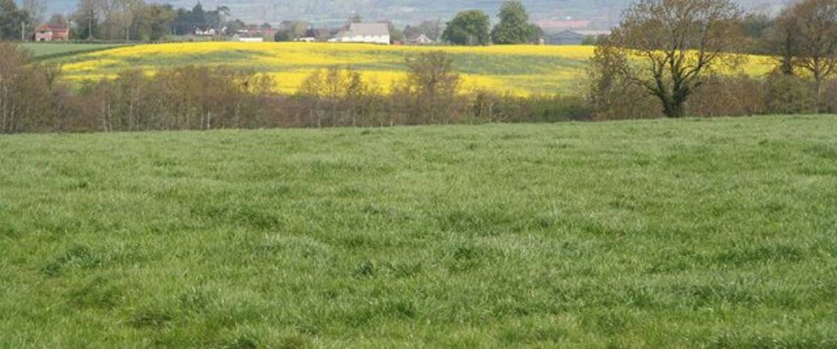 A green field with yellow flowers, trees, and distant hills.