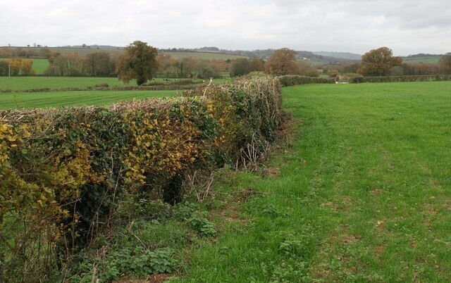 Hedge near Blagrove's Farm Footpath WG 7/8 follows the edge of this field on the slopes of the Hillfarrance Brook valley (left), though there are problems ahead, not unconnected to barbed wire.
